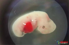 人兽杂交胚胎实验获批 让动物长出人体器官用于移植