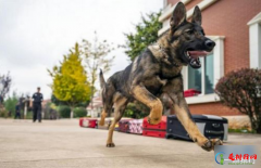 国内首只警用克隆犬入警 供体犬乃“一级功勋犬”