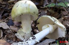 最致命的十种毒蘑菇,世界十大毒蘑菇排名