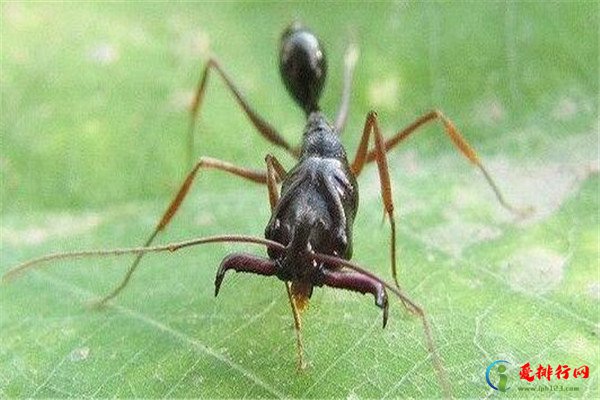世界十大可怕的蚂蚁,全球最可怕的蚂蚁排名前十