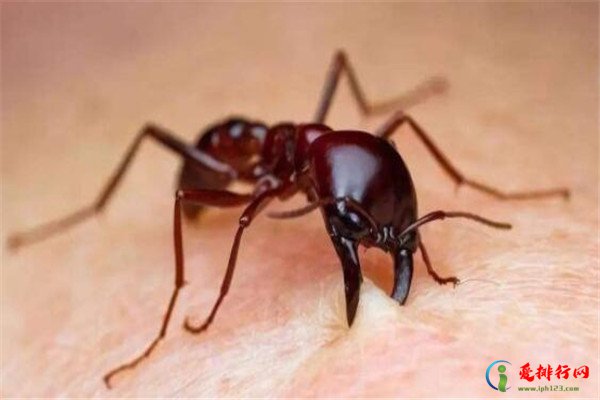 世界十大可怕的蚂蚁,全球最可怕的蚂蚁排名前十