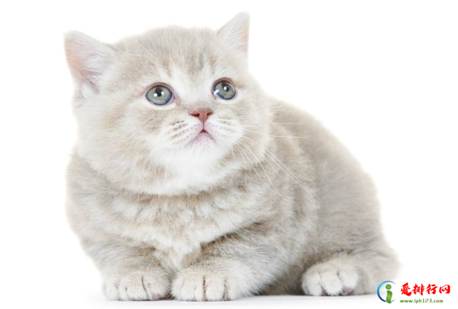 全球最温顺的猫排名 温柔又可爱的猫咪，你最爱哪一种呢