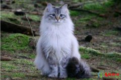 俄罗斯猫品种有哪些 俄罗斯十大名猫