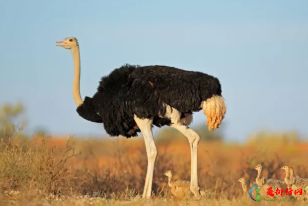 世界上最大的10种鸟,世界上最大的鸟排名前十