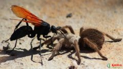 世上最可怕的昆虫排名 世界上十大最恐怖的虫子
