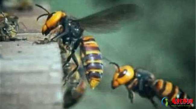十种战斗力最强的昆虫排行榜 狼蛛霍克黄蜂最为凶残