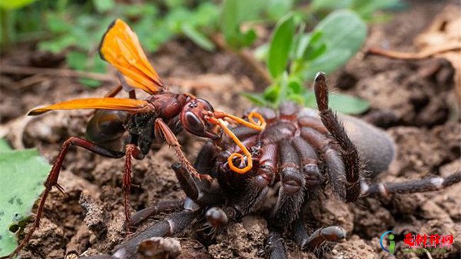 十种战斗力最强的昆虫排行榜 狼蛛霍克黄蜂最为凶残