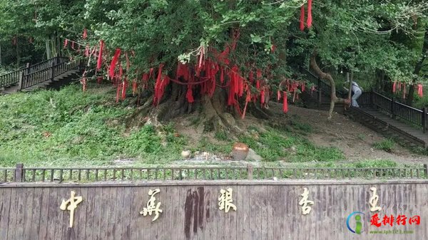 国内银杏树树龄排名 中国十大千年古银杏树