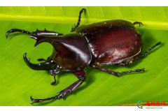 全球十大珍稀昆虫排行榜 珍稀昆虫图片
