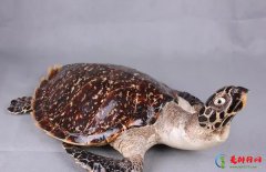 水栖龟类盘点排行榜 世界十大著名水龟