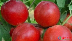 十大油桃品种排行榜 国内十大最好的油桃品种
