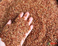 哪个地方出产的红米好 十大优质红米产地排行榜