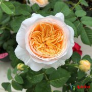 十大最美玫瑰花品种 最好看的十种玫瑰花