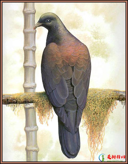 大洋洲及岛屿鸟类十大灭绝物种 大洋洲鸟类灭绝物种名单