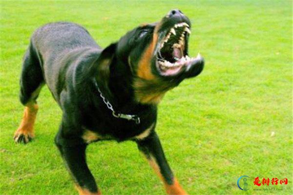 世界10大杀伤力超强的犬 坎高犬排榜首