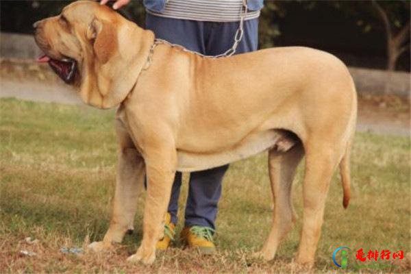 世界10大杀伤力超强的犬 坎高犬排榜首