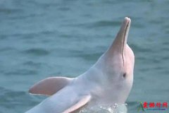 中国特有的十大珍稀濒危动物 白鳍豚被誉为
