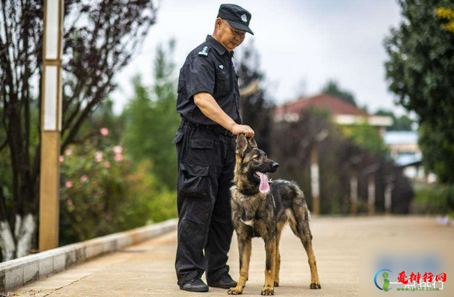 国内首只警用克隆犬入警 供体犬乃“一级功勋犬”