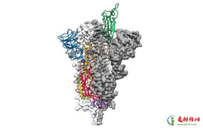 新冠病毒原子图  未来18个月疫苗或将诞生
