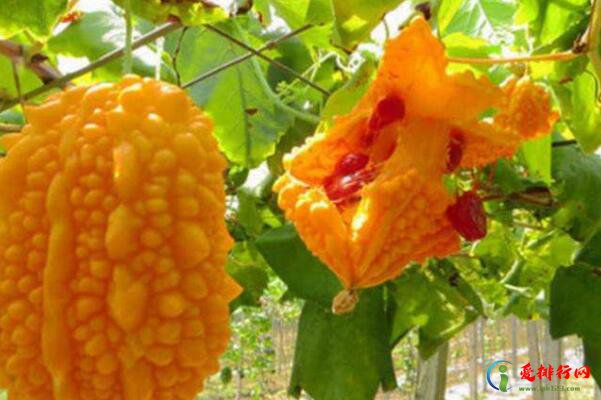 形状最奇葩的十大水果，罗望子上榜，第一在台湾被誉为水果皇帝