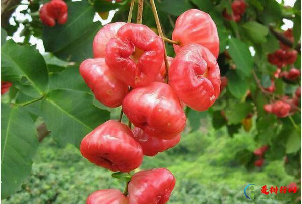 形状最奇葩的十大水果，罗望子上榜，第一在台湾被誉为水果皇帝