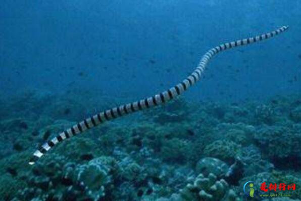 十大最危险的海洋生物,危险的海洋生物排名