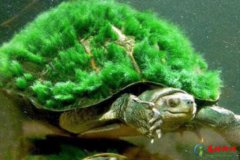 <b>中国十大名贵乌龟,名贵的乌龟有哪些</b>