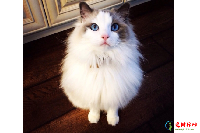 全球最温顺的猫排名 温柔又可爱的猫咪，你最爱哪一种呢