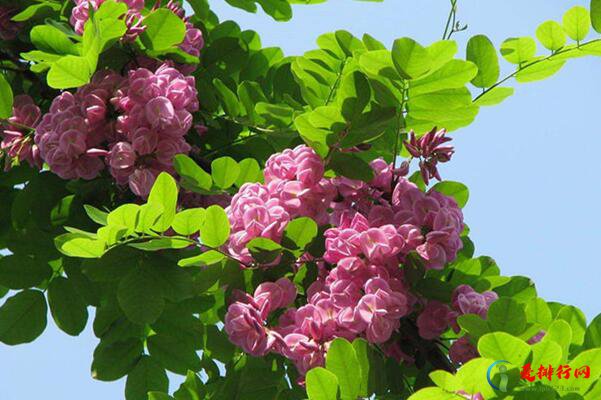 十大香花树种 常见的香花树种有哪些