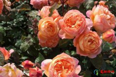 奥斯汀十大经典月季 十大景点奥斯汀月季品