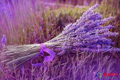 世界上最浪漫的花语有哪些 花语最浪漫的十