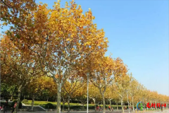 世界十大行道树 盘点十大行道树