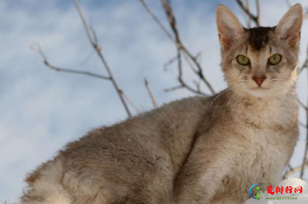 世界名贵猫咪排名前十,世界最名贵的猫是什么猫