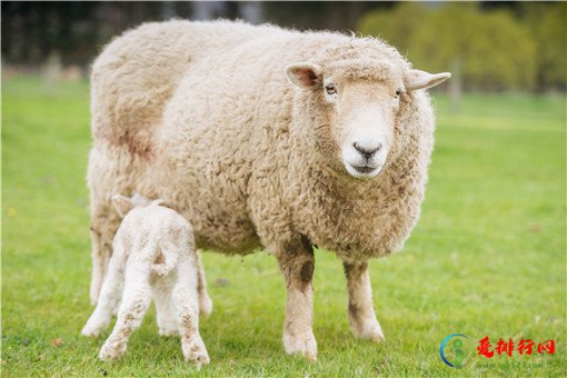 世界上十大贵的羊 世界好的羊品种