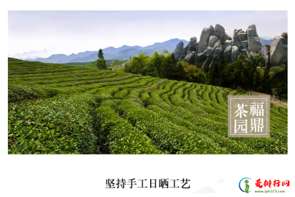 中国白茶十强企业,中国白茶十大知名品牌