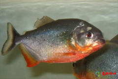 <b>世界十大食人鱼,十大世界上最恐怖的食人鱼</b>