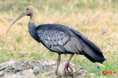 世界十大最稀有的鸟类,世界十大濒危鸟类有