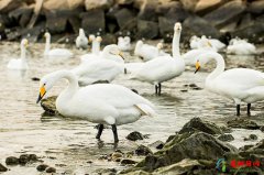 世界上飞得最高的十种鸟类 世界上有飞得最高的鸟类有哪些