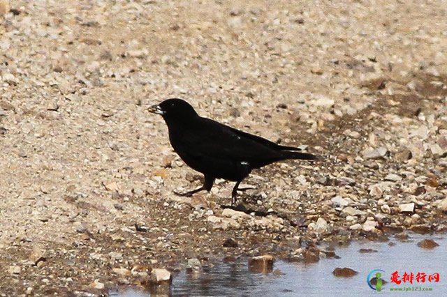 拥有黑色羽毛的鸟 十种黑色的鸟