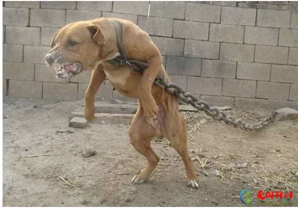 全球十大禁犬排行榜 世界禁养猛犬有哪些