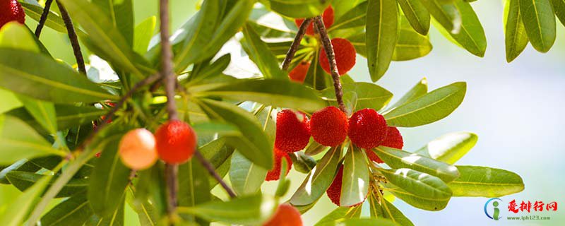 草莓树的种植方法 草莓树怎么养殖