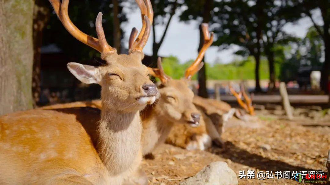 适合中学生看的英文电影 提升孩子英语能力的14部影片