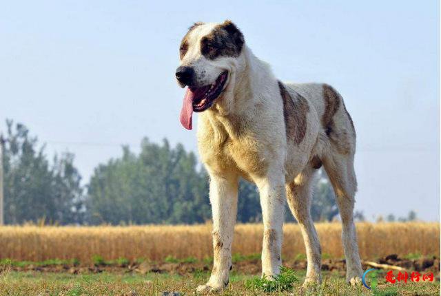 世界10大凶猛的护卫犬，高加索犬位列第一