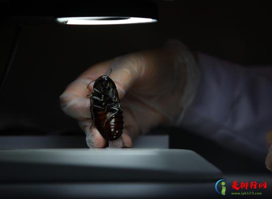 家庭怎么防治蟑螂？蟑螂是如何进入家里的？