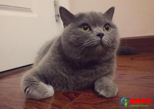 十大颜值最高的猫，布偶猫身体很柔软、安哥拉猫是最古老的品种之一