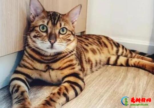 十大颜值最高的猫，布偶猫身体很柔软、安哥拉猫是最古老的品种之一