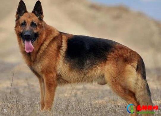 十大智商最高的狗排名，边境牧羊犬非常忠诚、贵宾犬气质独特