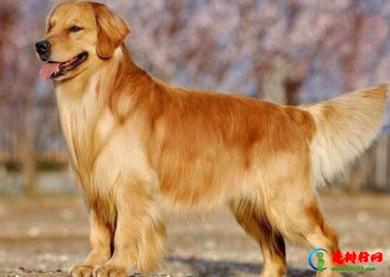 世界上十大毛最长的犬，阿富汗猎犬观赏性高、马尔济斯犬端庄高雅