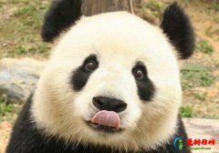 中国十大顶级奢侈品，大熊猫是我国国宝、九眼天珠的价格无法估量