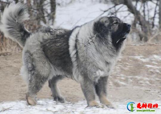 十大最保护主人的狗狗排名，藏獒对主人十分忠诚、高加索牧羊犬是犬中之王